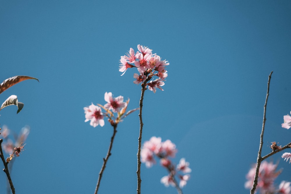 Cherry Blossom tree