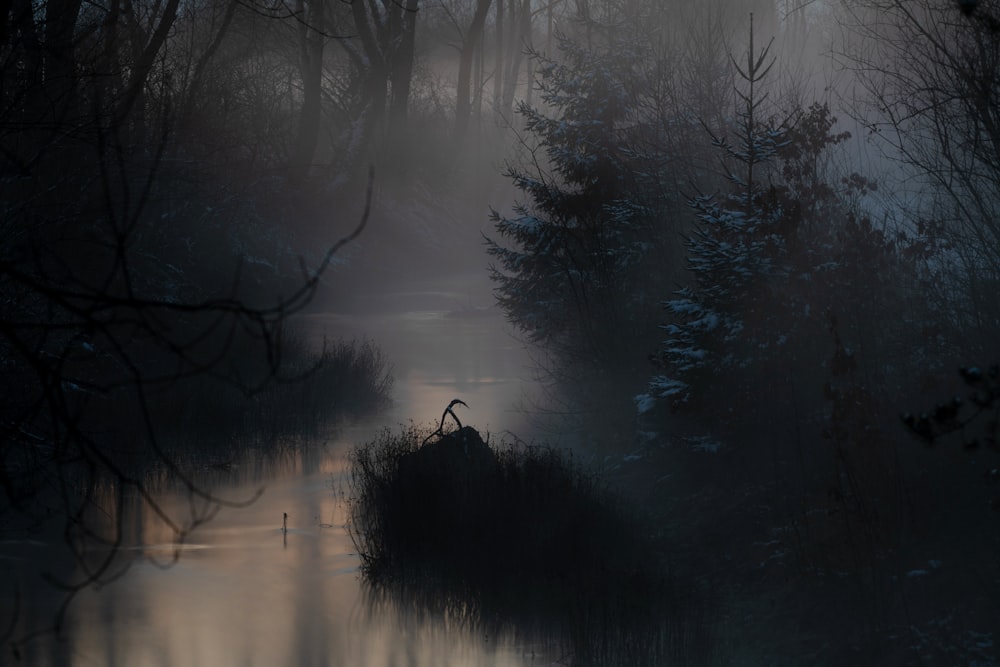 grauer Nebel bedeckt den Bach im Wald