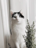A curious cat wearing a delicate handmade dress with floral details, perched on a windowsill.