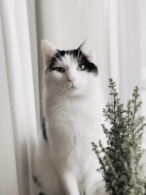 A curious cat wearing a delicate handmade dress with floral details, perched on a windowsill.