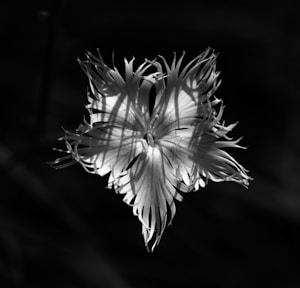 Blooming Beauty Print