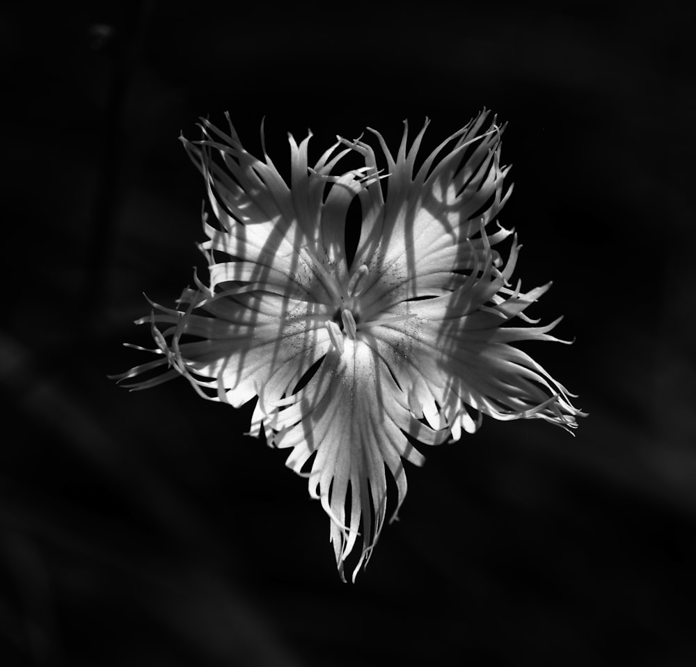 grayscale photo of flower bloom top-view photography