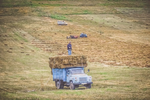 A rural landscape with a field where hay is being harvested. A blue truck loaded with hay is parked in the foreground, with a person standing on top of the haystack. In the background, another truck and a blue tractor with a hay baler work on the field. Bales of hay are scattered across the land.