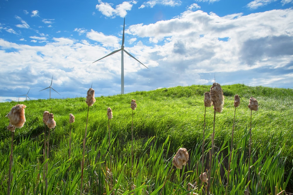 green-leafed plant and windmill