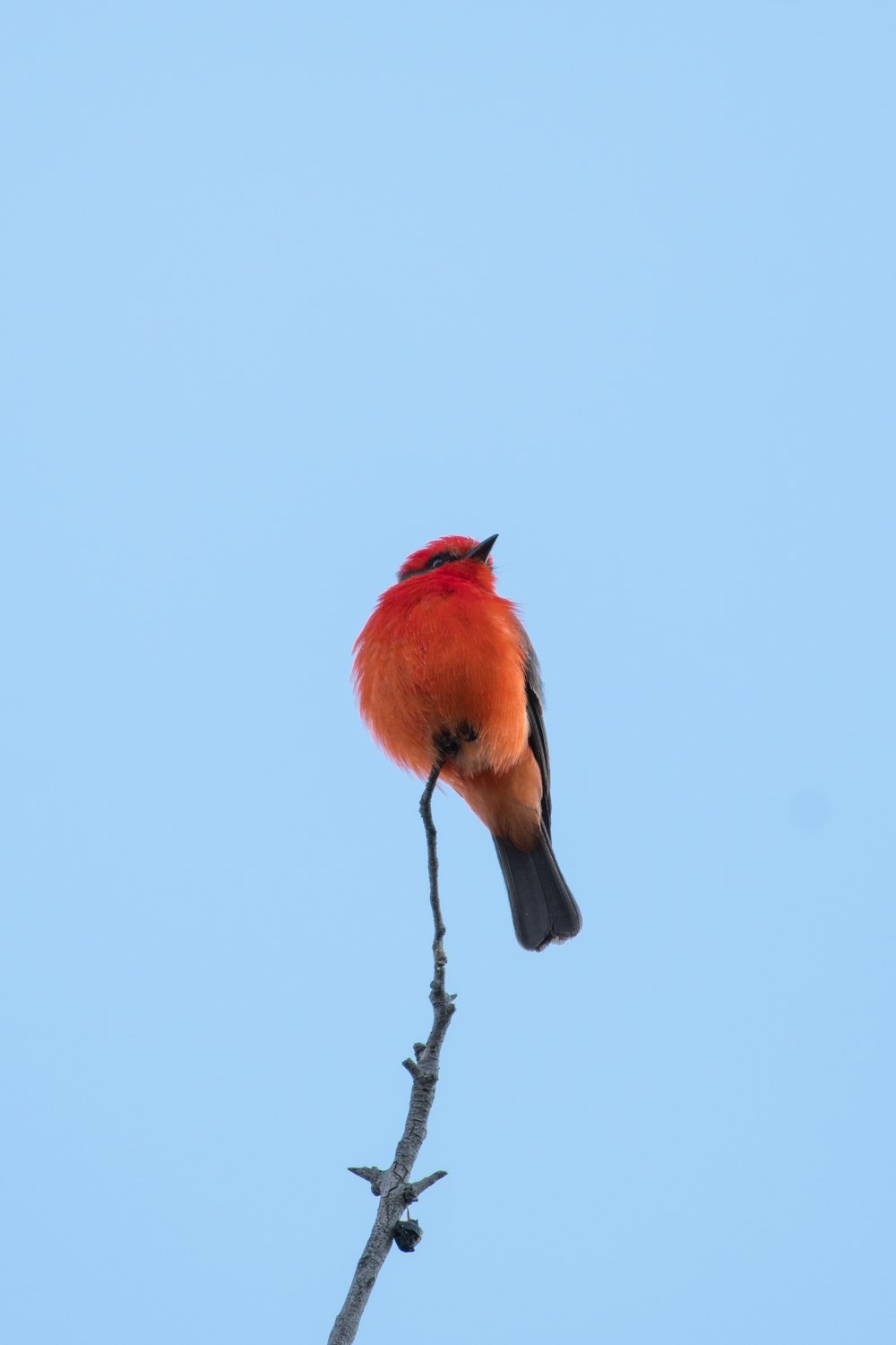 red bird under white sky