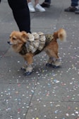 A small dog is dressed in an elaborate costume featuring lace and black details. It is standing on a stone pavement scattered with colorful confetti. The background shows people's legs, indicating a street scene.