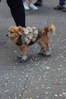 A group of pets dressed in various handmade outfits from Patitas Coquetas, enjoying a playful moment together.