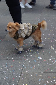 A small dog is dressed in an elaborate costume featuring lace and black details. It is standing on a stone pavement scattered with colorful confetti. The background shows people's legs, indicating a street scene.