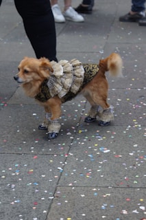 A small dog is dressed in an elaborate costume featuring lace and black details. It is standing on a stone pavement scattered with colorful confetti. The background shows people's legs, indicating a street scene.
