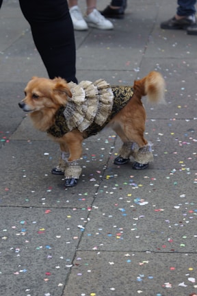 A small dog is dressed in an elaborate costume featuring lace and black details. It is standing on a stone pavement scattered with colorful confetti. The background shows people's legs, indicating a street scene.