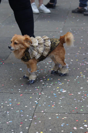 A small dog dressed in a bright, hand-stitched dress posing on a colorful blanket.