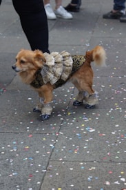 A small dog is dressed in an elaborate costume featuring lace and black details. It is standing on a stone pavement scattered with colorful confetti. The background shows people's legs, indicating a street scene.