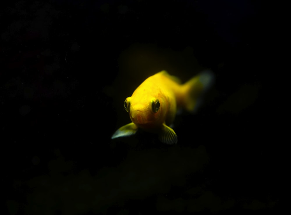 poisson jaune