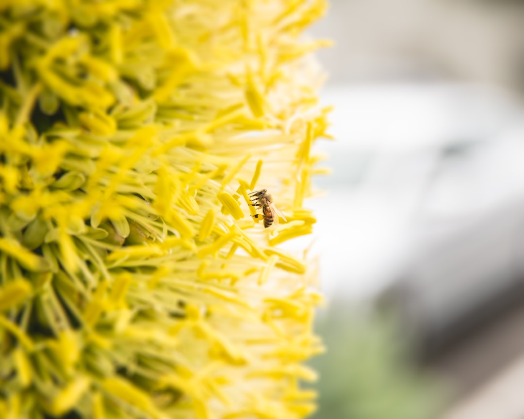 selective focus photography of wasp on yellow petaled flowers
