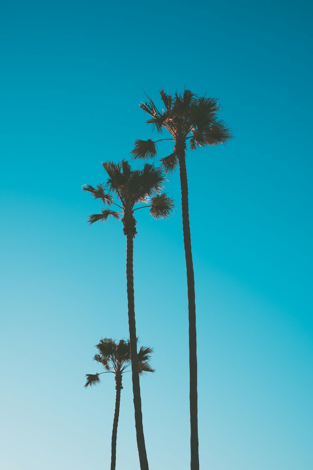 three palm trees