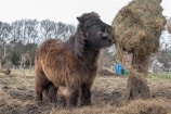 A small, furry pony with dark brown fur is eating hay from a netted sack attached to a wooden post in a field. The background features leafless trees and a few scattered objects, suggesting a rural farm setting.