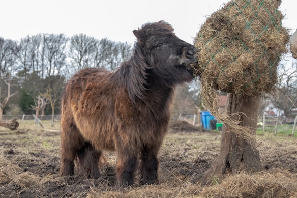 A small, furry pony with dark brown fur is eating hay from a netted sack attached to a wooden post in a field. The background features leafless trees and a few scattered objects, suggesting a rural farm setting.