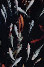 white and orange koi fish