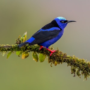 blue hummingbird on tree branch