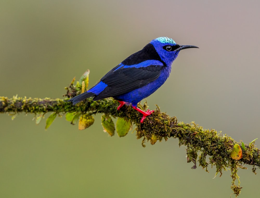 blue hummingbird on tree branch