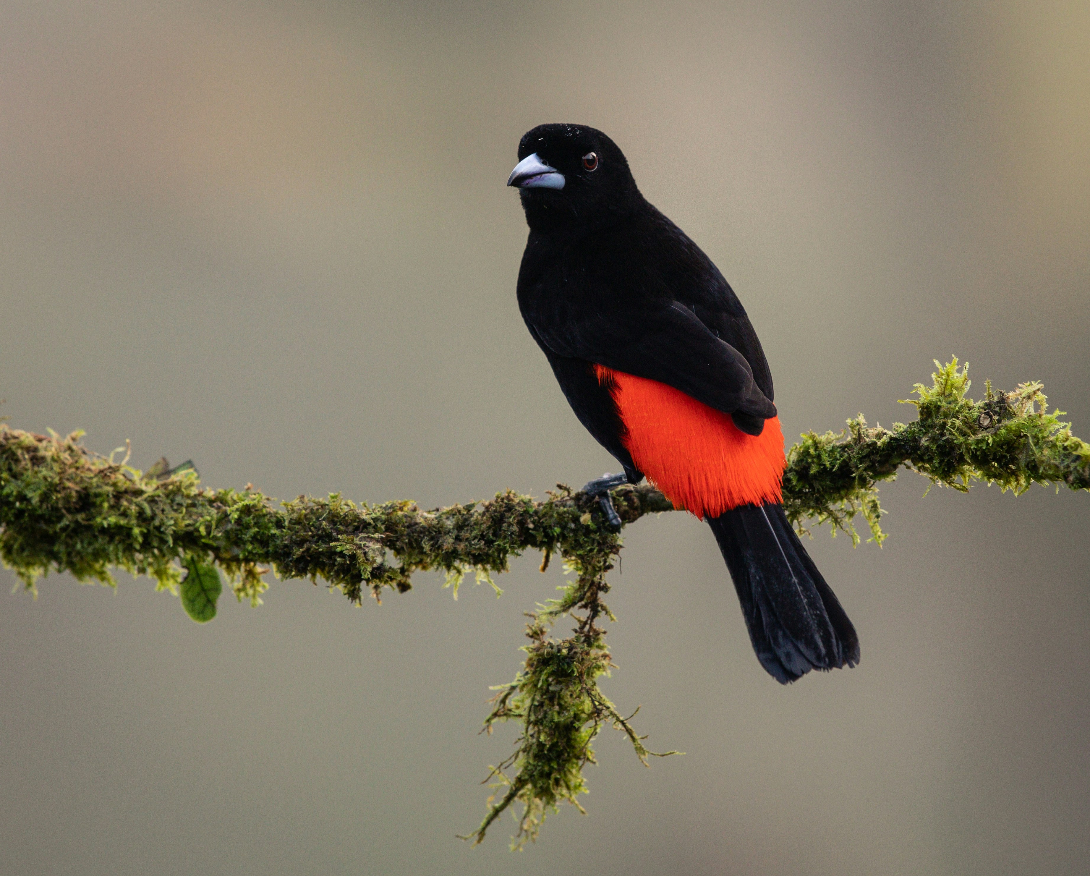Selective Focus Photography Of Black And Red Bird Photo Free Bird Image On Unsplash