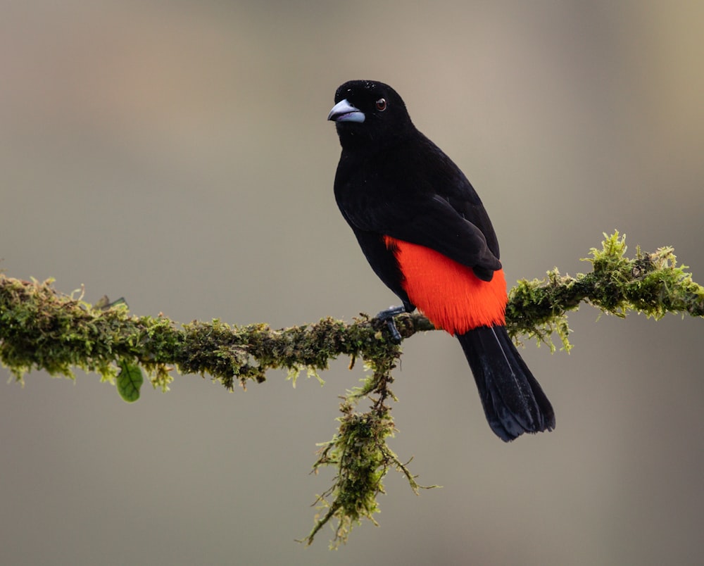 Fotografia de foco seletivo de pássaro preto e vermelho