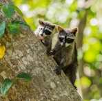 two brown and black mammals clinging on tree trunk