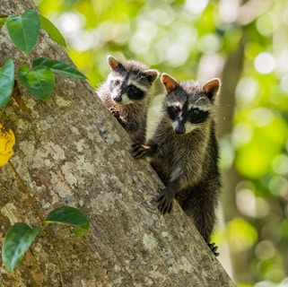 Two brown and black racoons clinging on a  tree trunk.