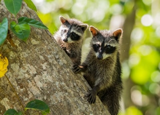 two brown and black mammals clinging on tree trunk