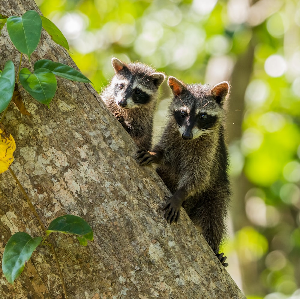 two brown and black mammals clinging on tree trunk