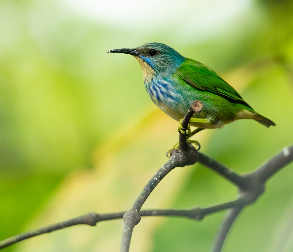 green bird perched on tree