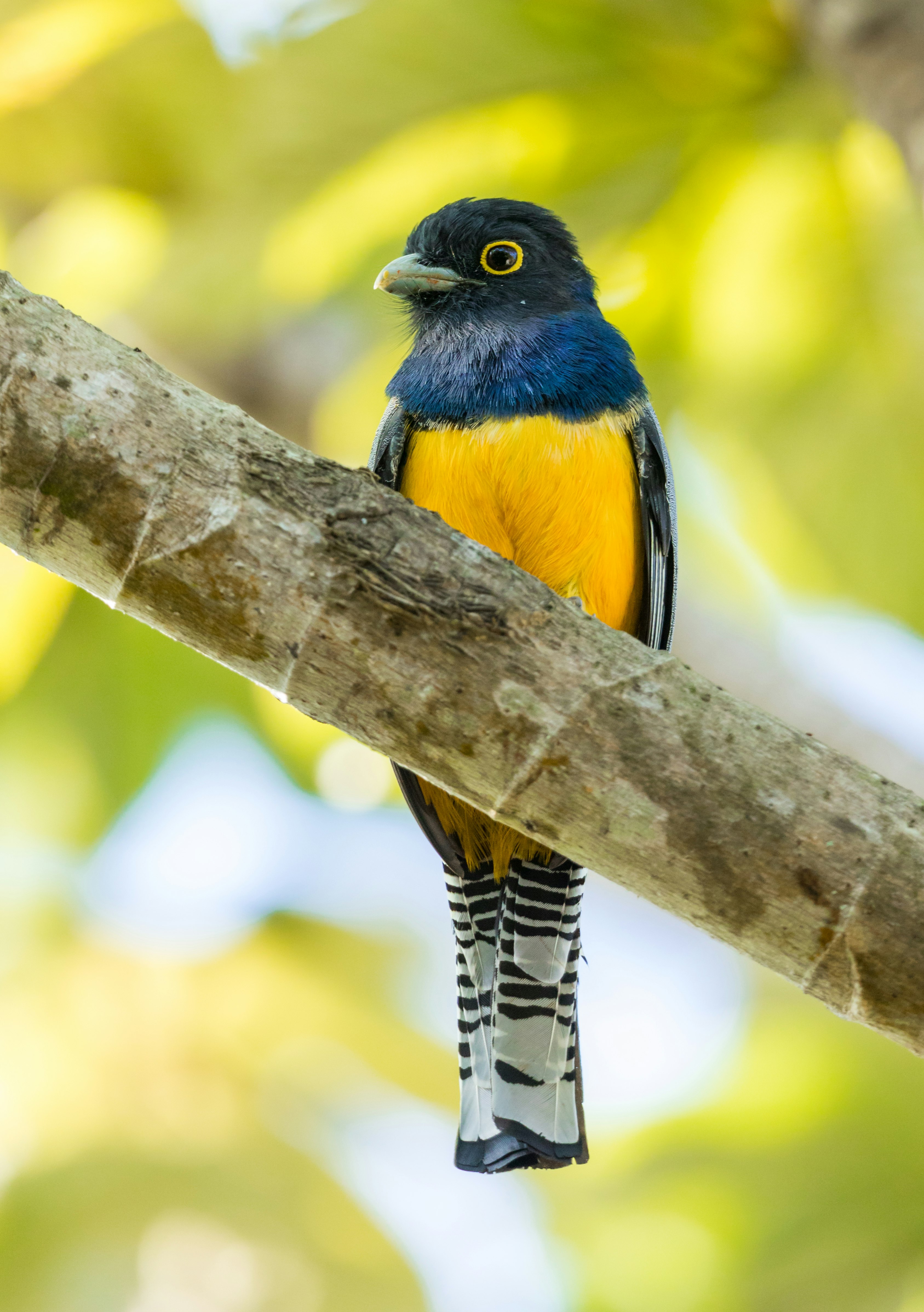 blue and yellow bird perched on branch