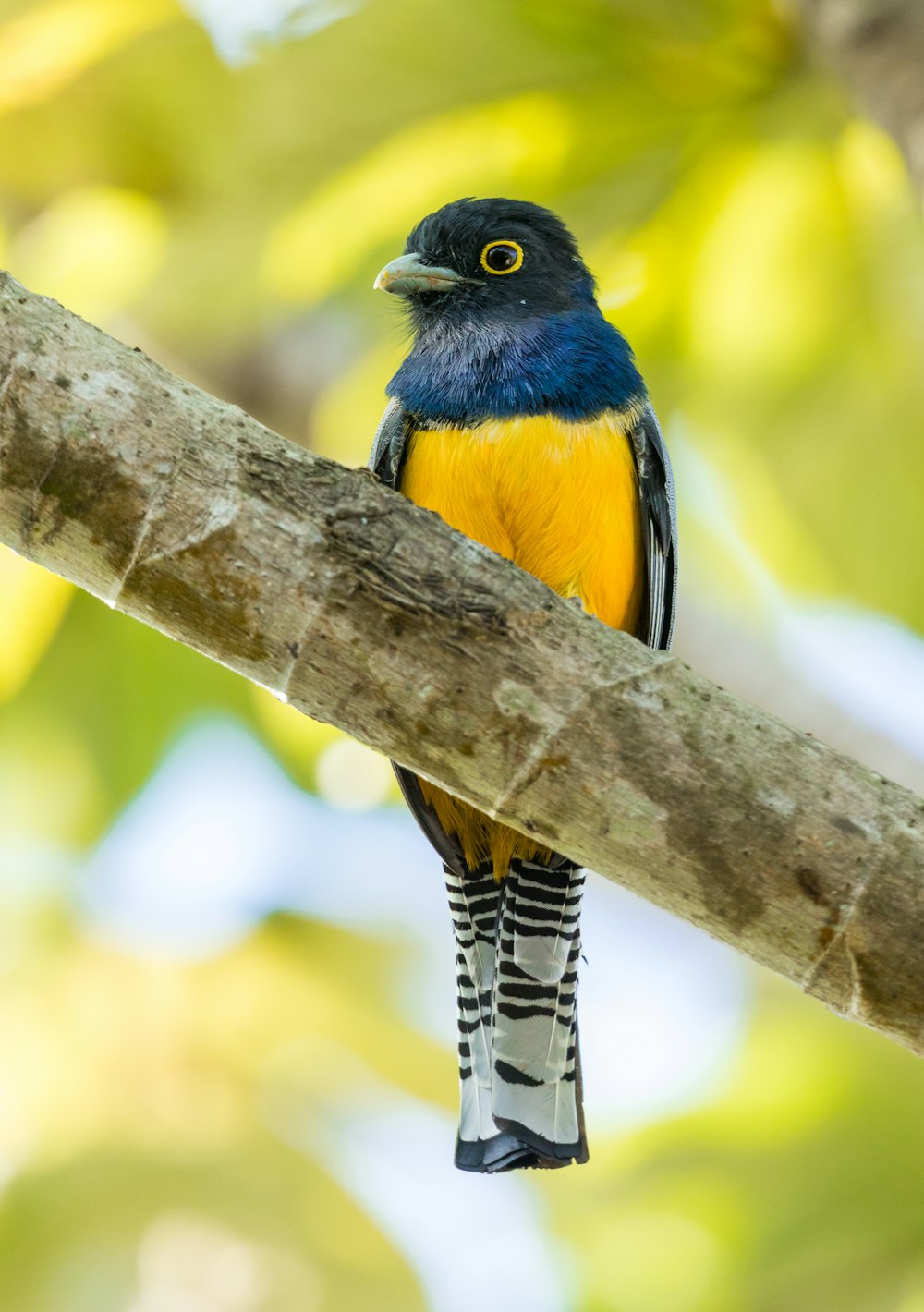 blue and yellow bird perched on branch