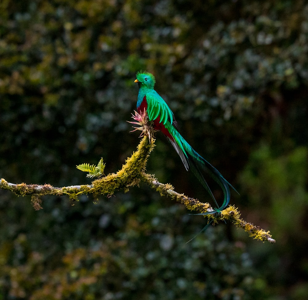 oiseau vert et rouge