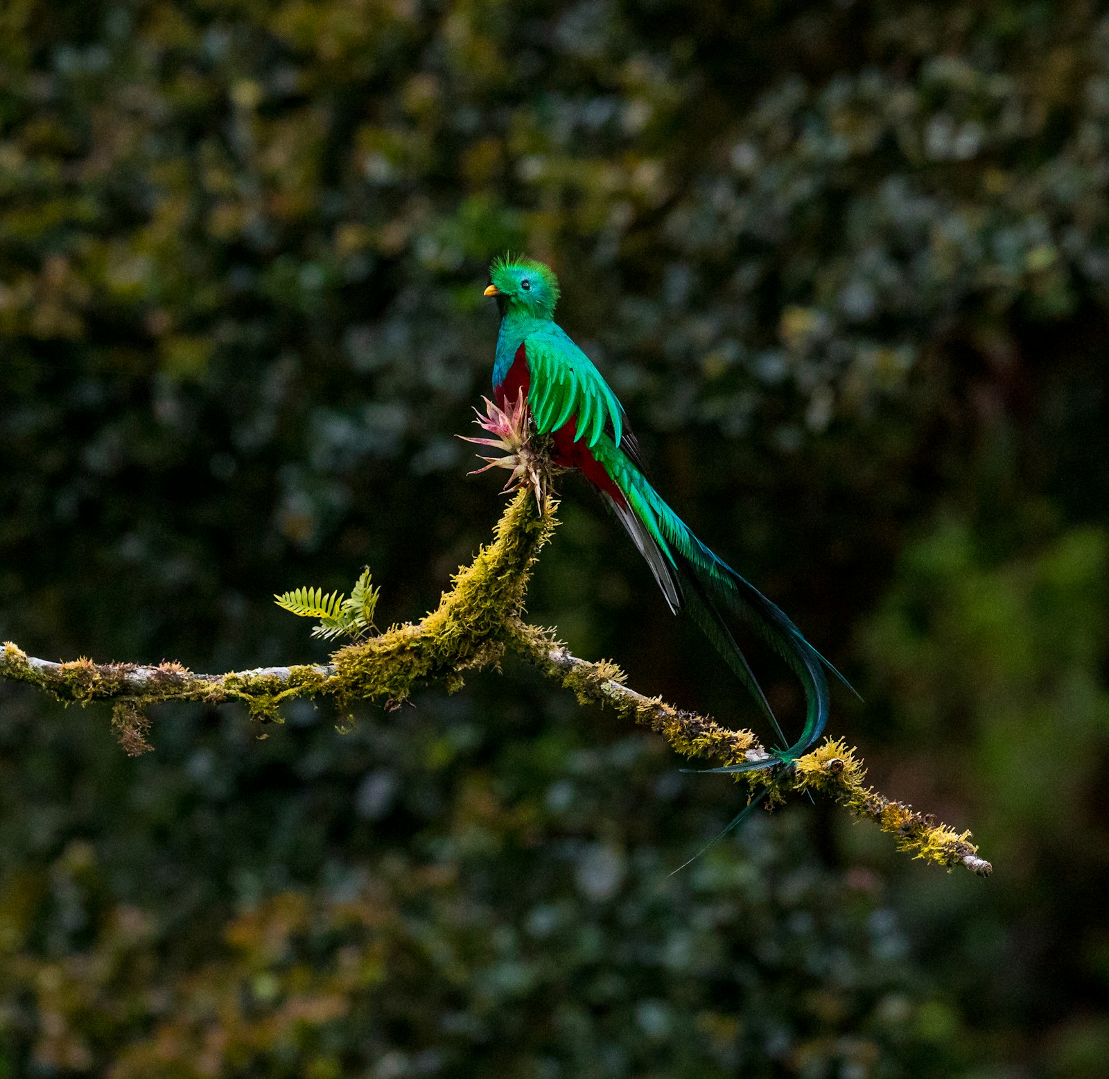 Canon EF 300mm F2.8L IS II USM sample photo. Green and red bird photography