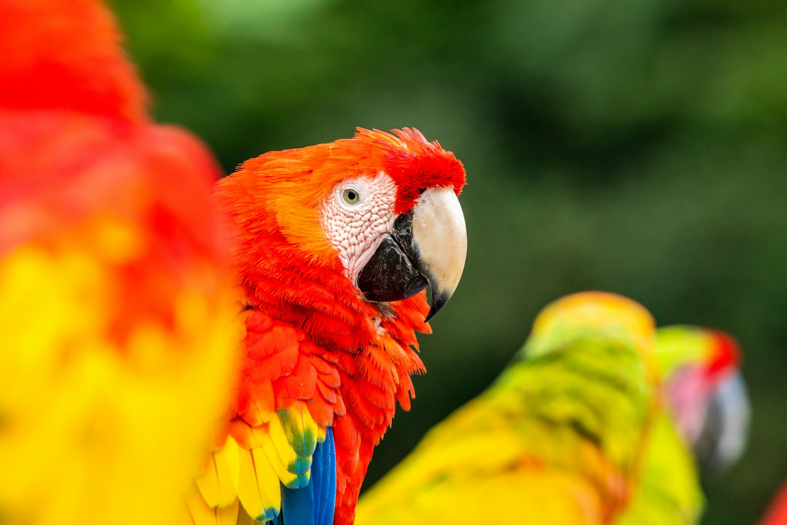 Canon EF 300mm F2.8L IS II USM sample photo. Scarlet macaw photography