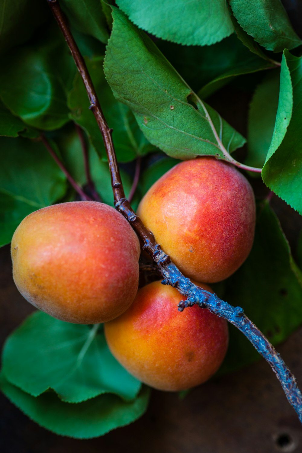 three peach fruits