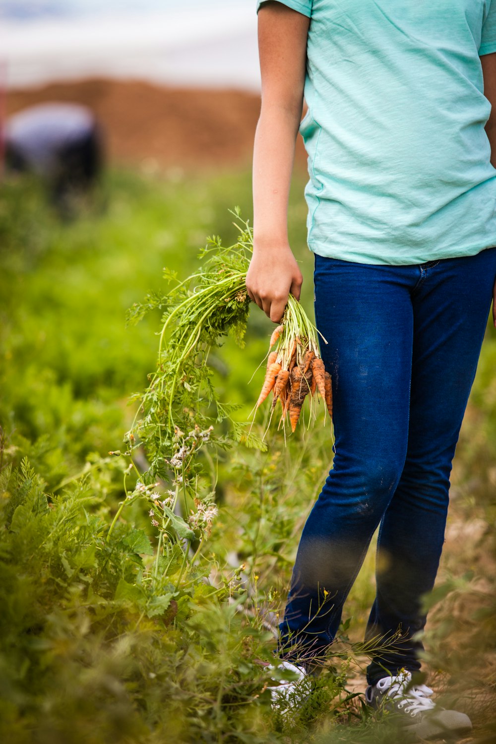 person picking carrots outdoor during daytime