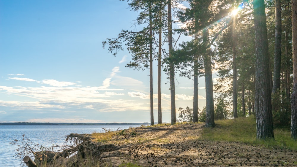 green trees near ocean