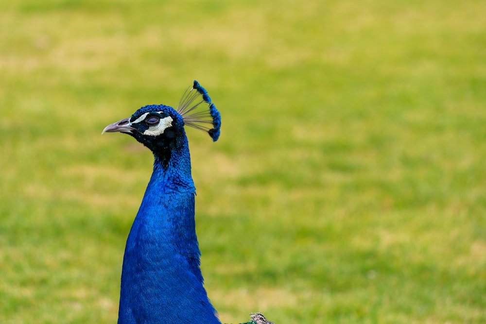 blue peacock in green field