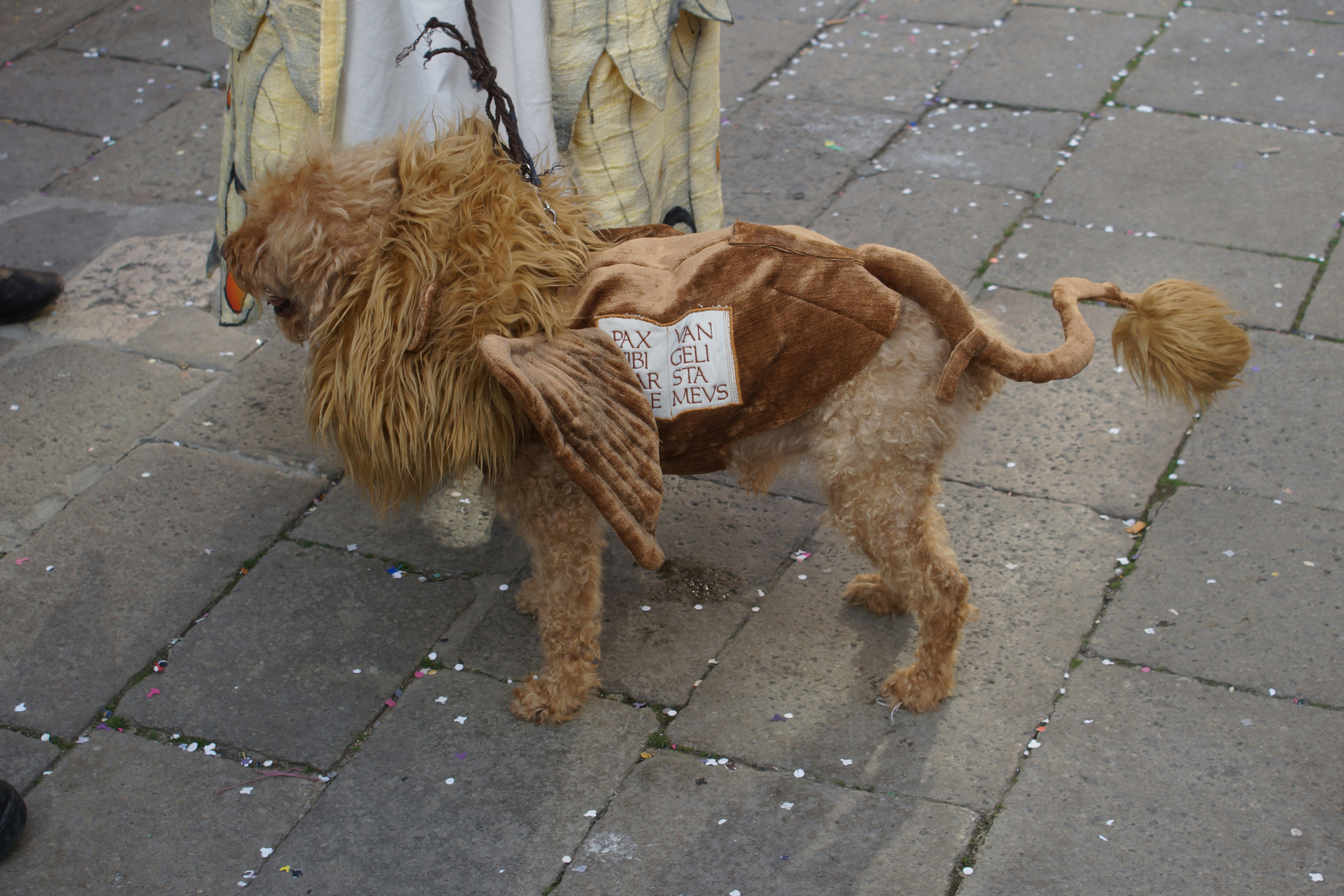 Top 10 disfraces divertidos para perros y gatos: los mejores trajes para mascotas con estilo en 2025
