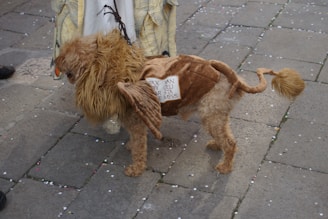 Close-up of a dog dressed in a referee costume, standing proudly next to a referee on the sidelines.