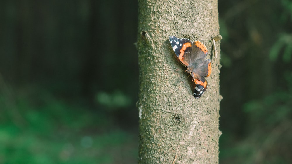 selective focus photography of butterfly fetched on tree