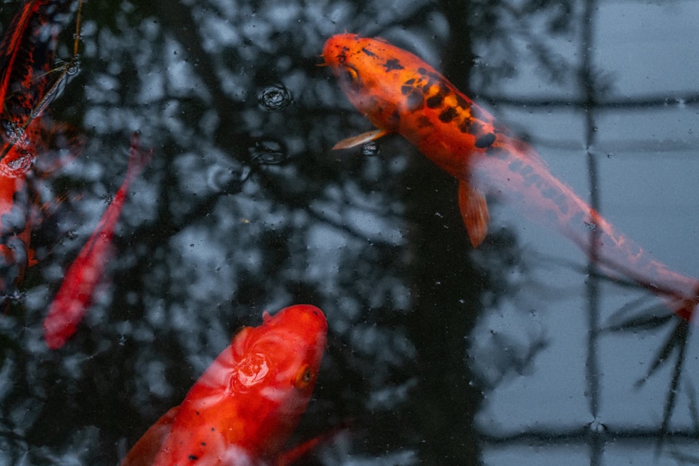 red koi fish