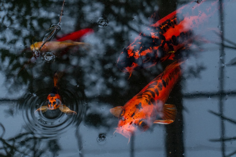 orange and black koi fish