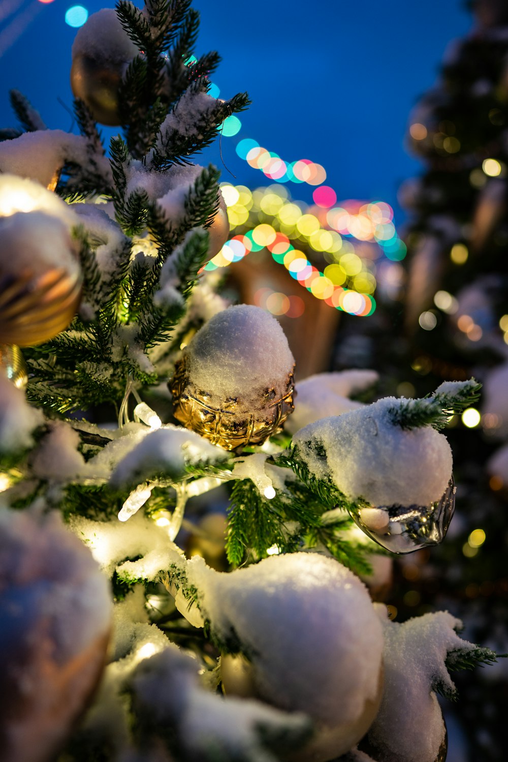 snow covered pine tree