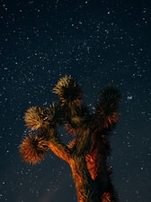 brown cactus plant at night time