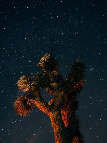 brown cactus plant at night time
