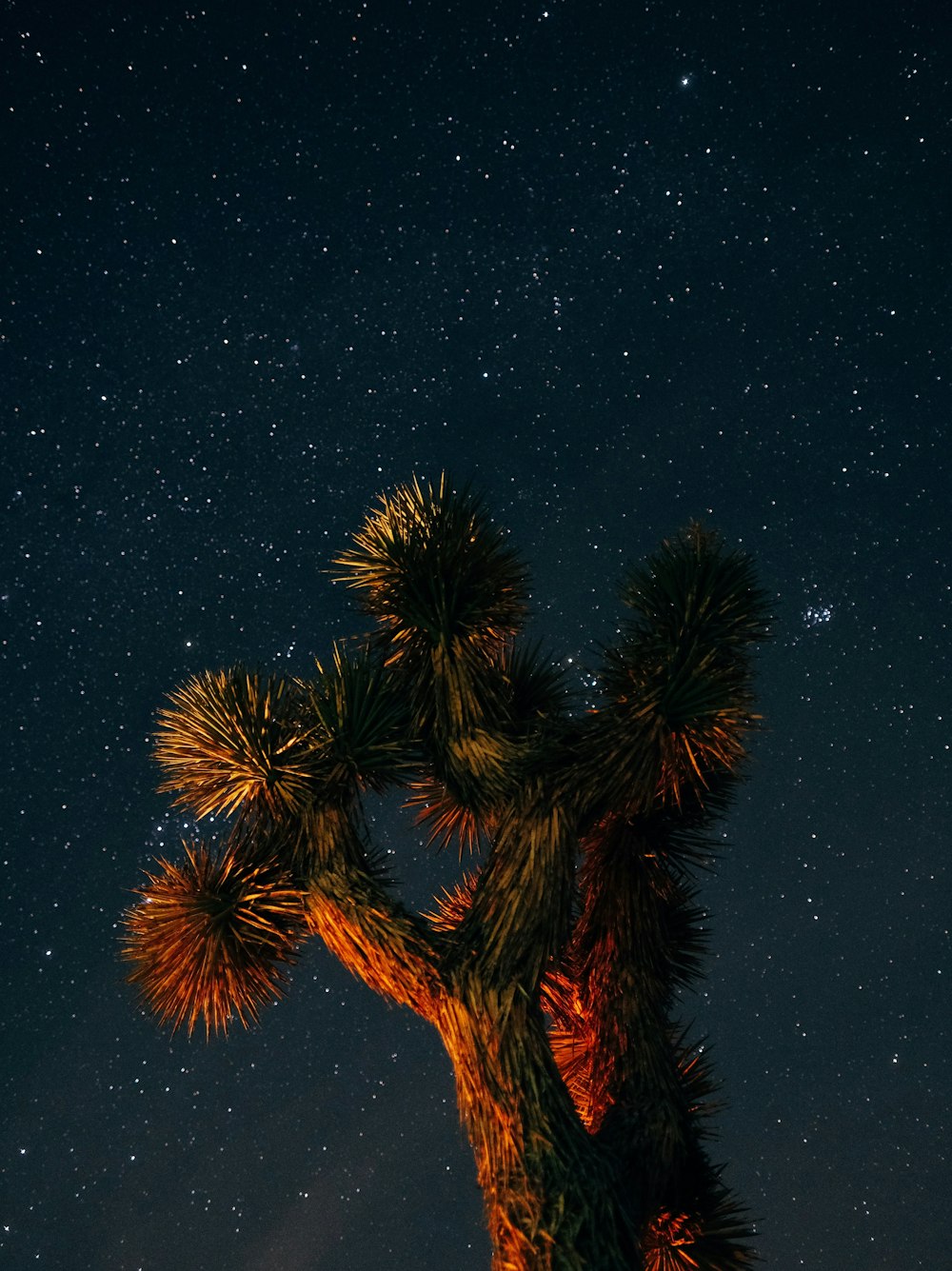 Planta de cactus marrón por la noche