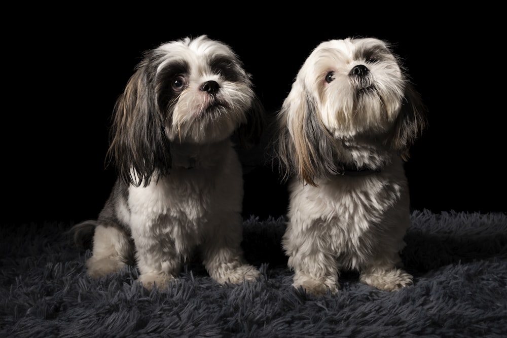 two tan puppies